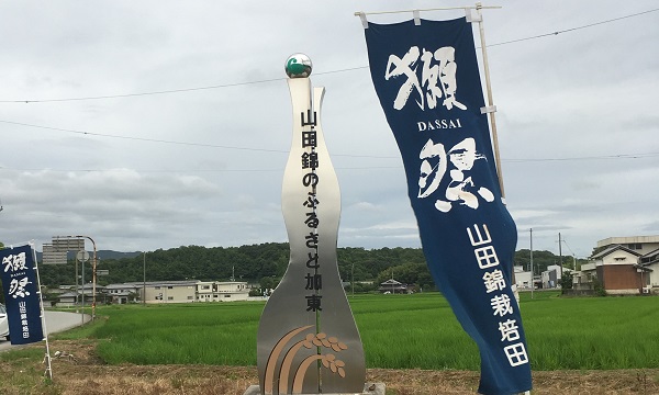 山田錦